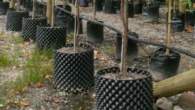 Vasi da fiori in plastica per prugne a radice che fanno macchina